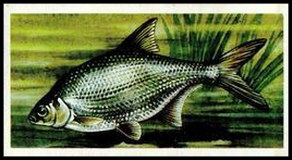 73BBFF 11 Silver Bream.jpg